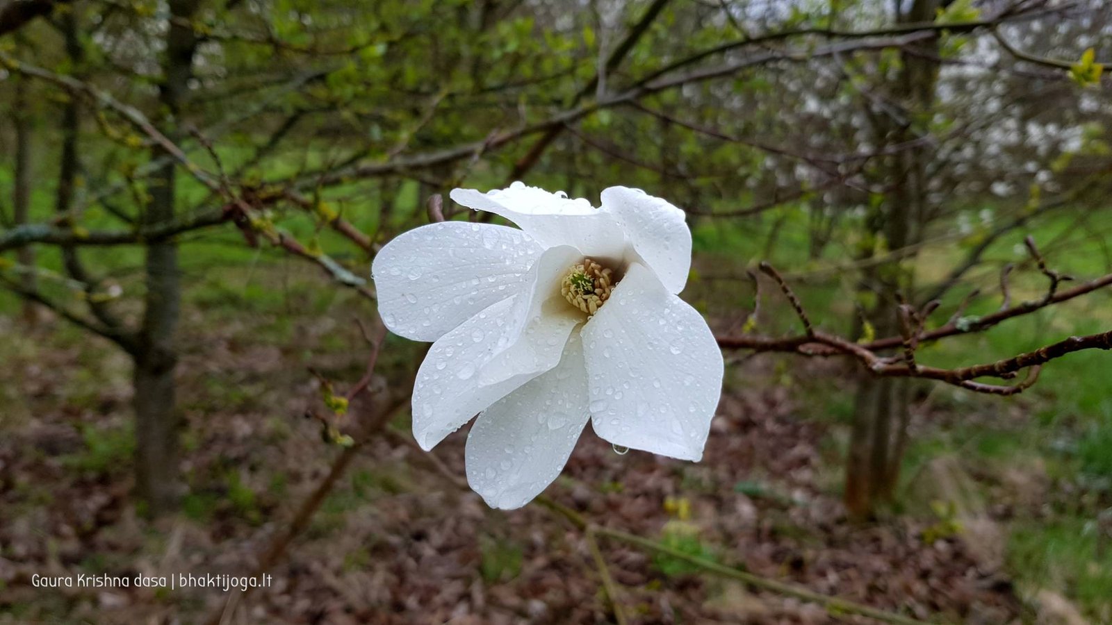  skinderiskio dendrologinis parkas 2021 05 08